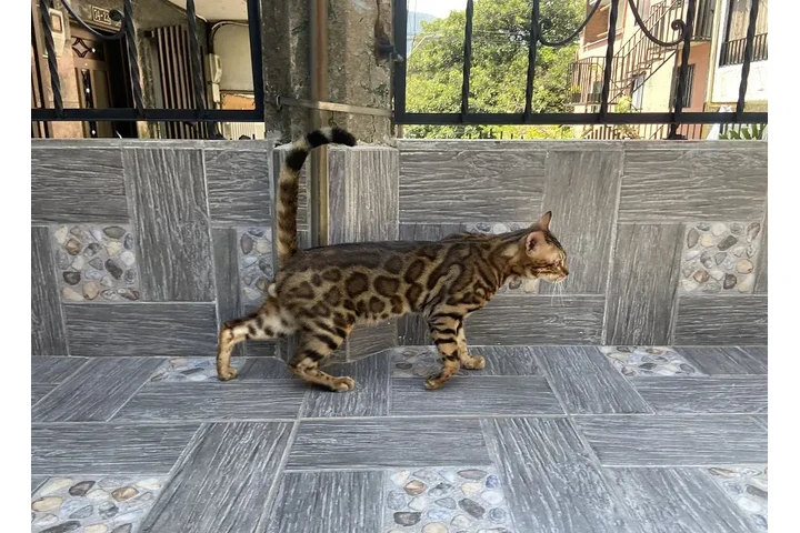 $3000000 : Llegan Gatos Bengali Divinos image 1