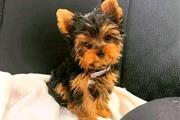 $390 : Cachorros Yorkie Disponibles thumbnail