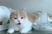 $300 : British Shorthair Kittens. thumbnail