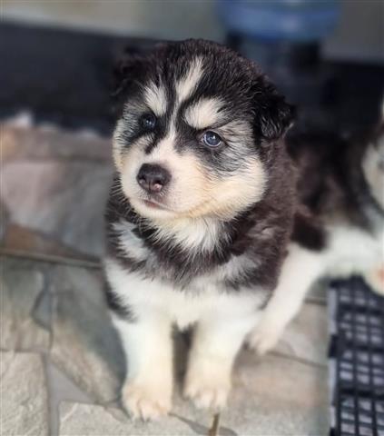 $350 : HUSKY SIBERIANO CACHORRO GRIS image 1