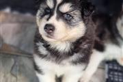 $350 : HUSKY SIBERIANO CACHORRO GRIS thumbnail