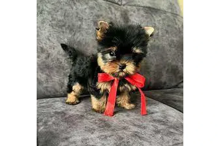 $250 : 🐶 🐾nIcE T-cupYorkie Pups🐶❤️ image 4