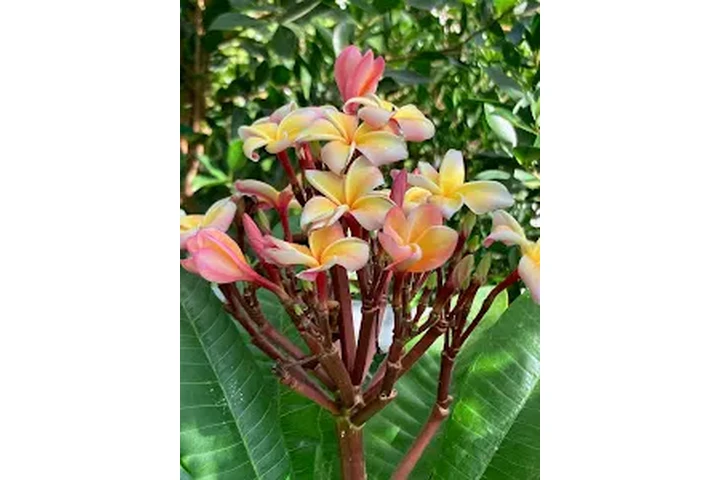 PITAYOS D JALISCO TERE GALVAN image 10