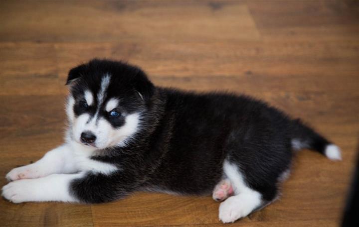 $500 : Siberian Husky Puppies for sal image 3