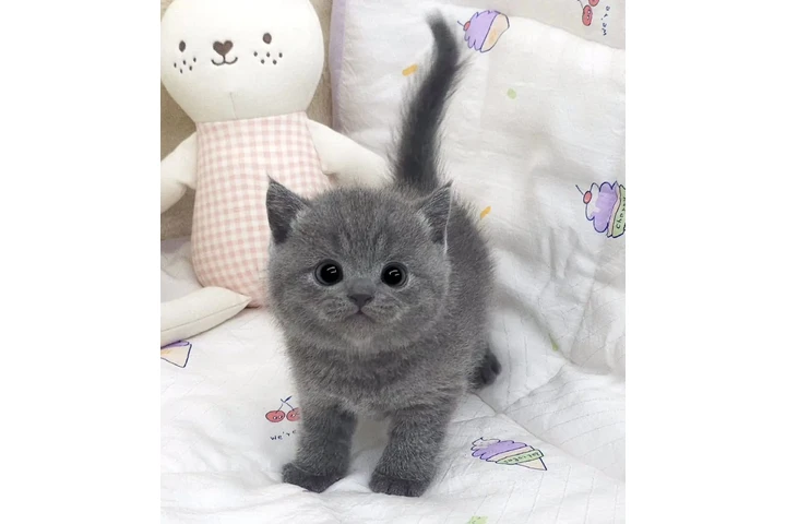 $280 : Adopción: Británico de Pelo Co image 2