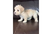 Vendo hermosas perritas bichon en Orange County