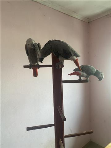 $750 : African Grey Parrots near me image 2