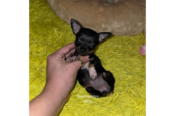 $350 : Cachorros mini pincher image 3