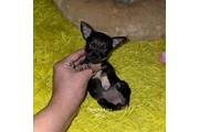 $350 : Cachorros mini pincher thumbnail