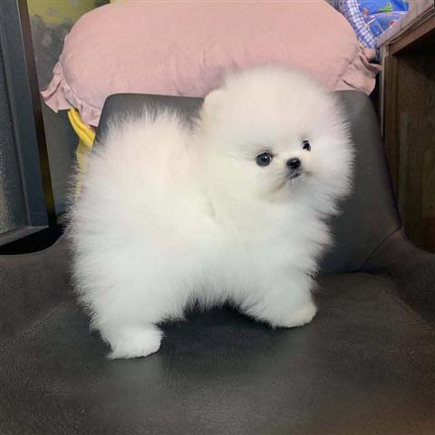 $350 : Cachorros Pomerania en venta image 1