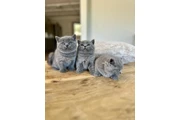 British Shorthair Kitten Ready en Kingston