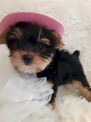 Yorkshire terrier cachorros ca image 1