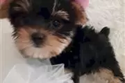 Yorkshire terrier cachorros ca en Honolulu