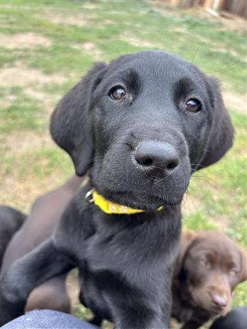 $800 : English Labrador puppies💝💖 image 3