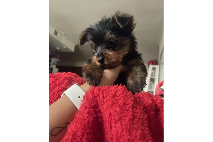 $200 : Cute Yorkie puppy for adoption image 1