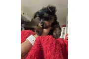 Cute Yorkie puppy for adoption en Bakersfield