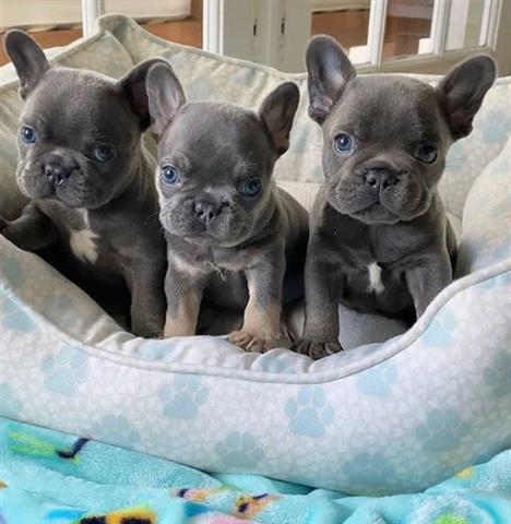 $500 : French bulldog puppies adoptio image 1