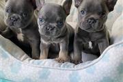 French bulldog puppies adoptio en New Hampshire