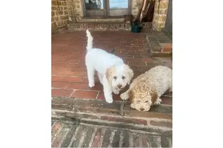 $1200 : Lagotto Romagnolo puppies image 3