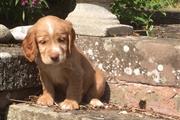 Adorable Cocker Spaniel Puppy