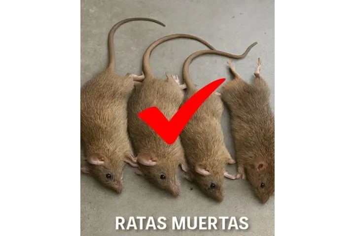 24/7 Rodent's Control-Repairs. image 4