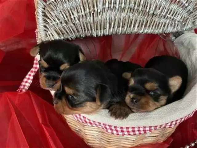 $250 : Cachorros Yorkie image 1