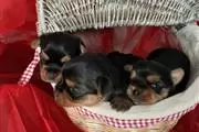 Cachorros Yorkie en Miami