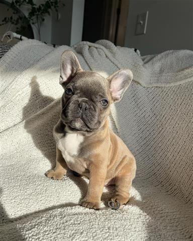 $410 : French  bulldog puppy for sale image 4