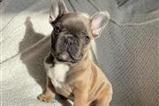 $410 : French  bulldog puppy for sale thumbnail