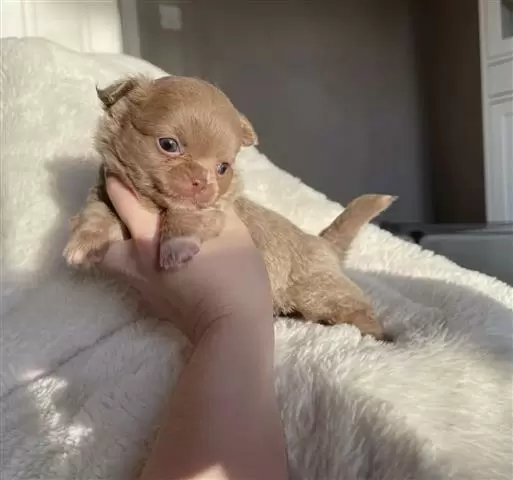 $300 : Teacup Chihuahua puppy for sal image 2