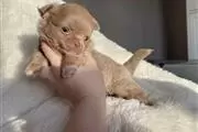$300 : Teacup Chihuahua puppy for sal thumbnail