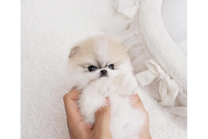 $350 : Micro Pomerania image 3