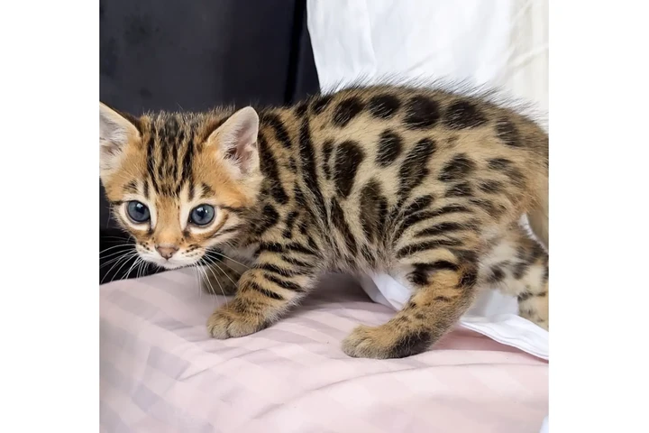 $280 : Bengal kittens available image 2