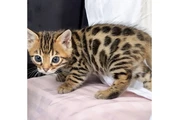 $280 : Bengal kittens available thumbnail