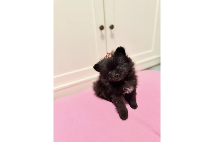$1200 : Pomeranian image 8