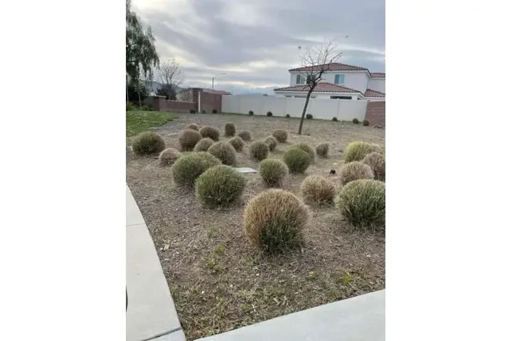 🌱✨ Palacios Landscaping ✨🌱 image 1