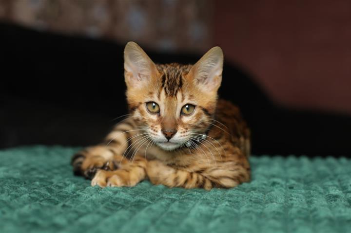 $250 : Gatito bengalí en adopción image 3