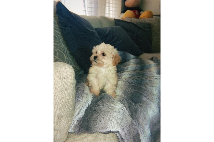 $350 : Maltipoo image 1