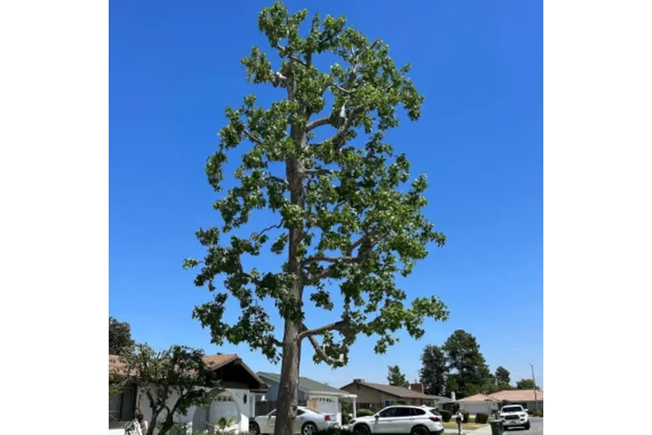 Professional Tree Services! 🌳 image 4