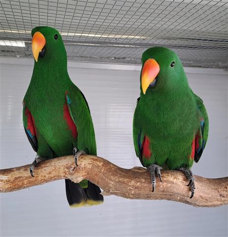 $400 : Macaws parrots  🐦 image 1