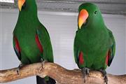 Macaws parrots  🐦 en Baltimore