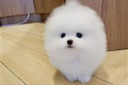 $240 : Pomeranian Puppies For Sale thumbnail