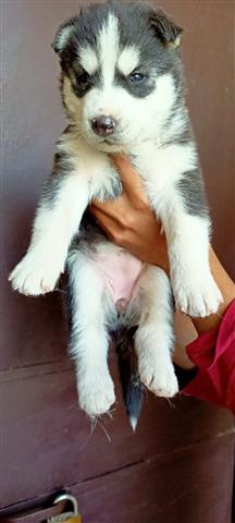$350 : Navice Siberian Husky puppies image 2