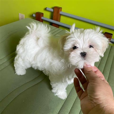Adorable maltese puppies for a image 2