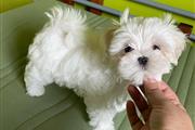 Adorable maltese puppies for a thumbnail