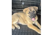 Cachorrito Belga Malinois en Los Angeles