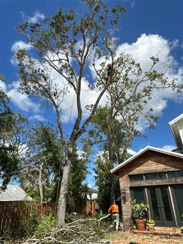 BAYRON TREE SERVICES 🌴 image 2