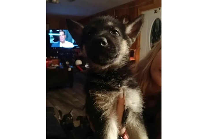 $350 : cachorros de pastor alemán image 1