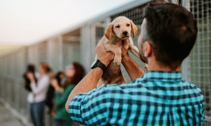 Consejos para adoptar una mascota