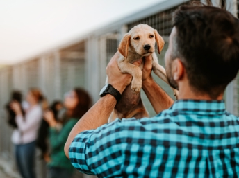 Consejos para adoptar una mascota